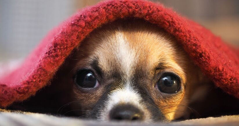 zestresowany pies, pies się boi, pies się stresuje, suplementy na stres dla psa