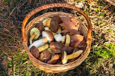 grzyby leśne, koszyk pełen grzybów