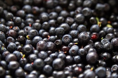 Owoce jagody czarnej, borówki czernicy