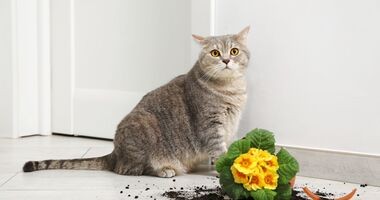 Niektóre z popularnych wiosną roślin są szkodliwe dla kotów. 