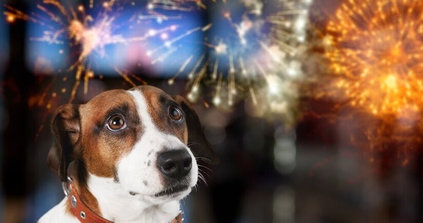 Huk fajerwerków to dla psa duży stres
