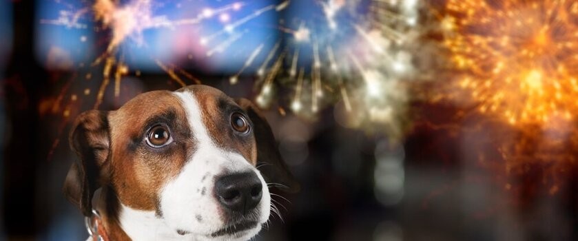 Huk fajerwerków to dla psa duży stres