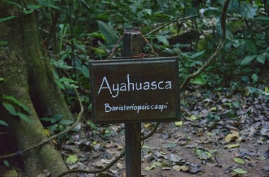 Ayahuasca (ajałaska) – czym jest ceremonia? Właściwości i skutki uboczne rytuału