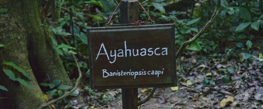 Ayahuasca (ajałaska) – czym jest ceremonia? Właściwości i skutki uboczne rytuału