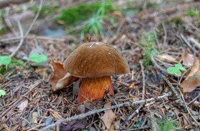 borowik szatański, trujący borowik, jak wygląda borowik szatański