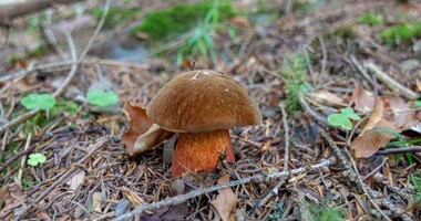 borowik szatański, trujący borowik, jak wygląda borowik szatański