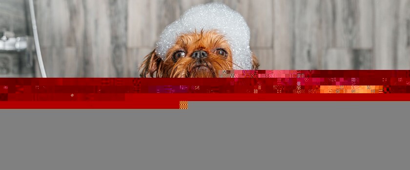 kąpiel psa, pies w wannie, jak wykąpać psa