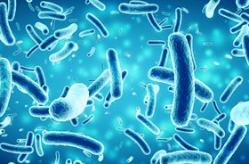 Bakterie mogą przenikać do łożyska