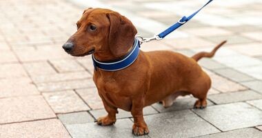Pies w obroży, na smyczy. Jaka obroża dla psa?