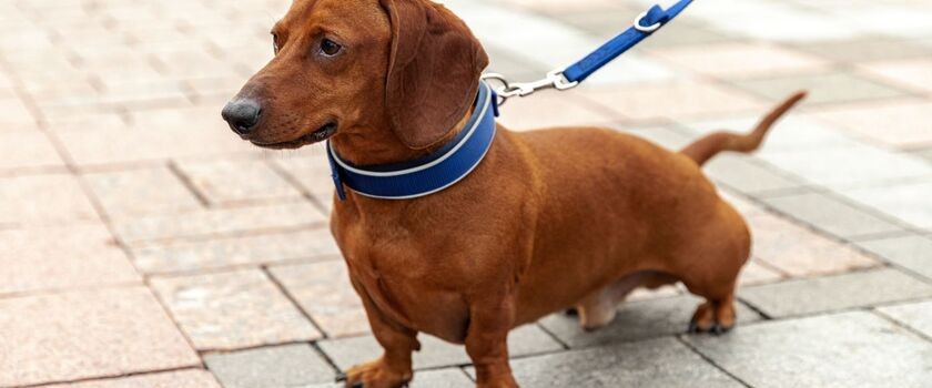 Pies w obroży, na smyczy. Jaka obroża dla psa?