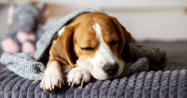 przeziębienie u psa, pies rasy beagle śpi na kanapie pod kocem, katar u psa, kaszel u psa