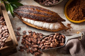 Ziarna kakaowe a otyłość