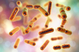 Bakterie jelitowe „żywią się” lekami