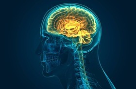 „Neurony matematyczne” zidentyfikowane w mózgu