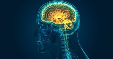„Neurony matematyczne” zidentyfikowane w mózgu