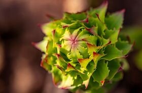 różeniec górski, rhodiola rosea, korzeń arktyczny, adaptogen rhodiola