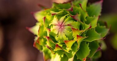 różeniec górski, rhodiola rosea, korzeń arktyczny, adaptogen rhodiola