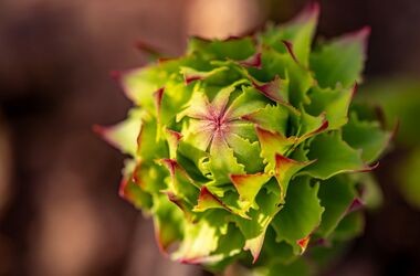 różeniec górski, rhodiola rosea, korzeń arktyczny, adaptogen rhodiola