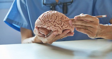 lekarz omawia budowę mózgu