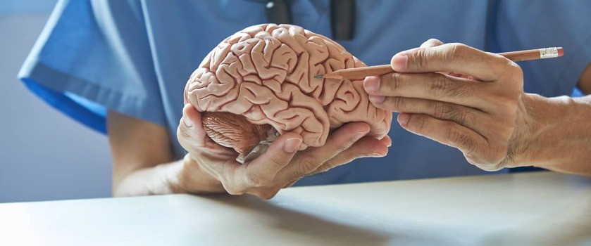 lekarz omawia budowę mózgu