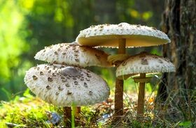 kania, jak odróżnić kanię od muchomora, jak wygląda kania