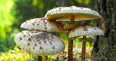 kania, jak odróżnić kanię od muchomora, jak wygląda kania