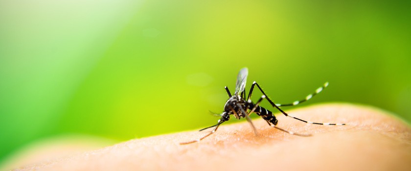 Ziołowy przełom w leczeniu malarii