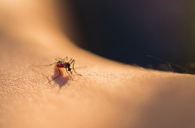 Komar na skórze człowieka