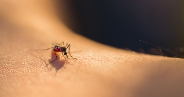 Komar na skórze człowieka