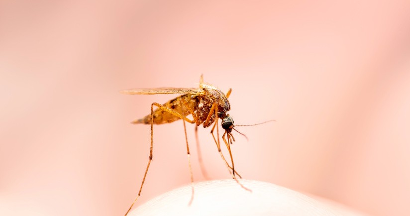 Leiszmanioza – postaci, objawy i leczenie