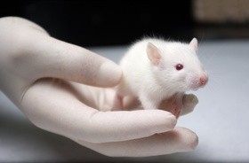 Naukowcy naprawili rdzeń kręgowy u szczurów
