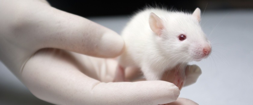 Naukowcy naprawili rdzeń kręgowy u szczurów
