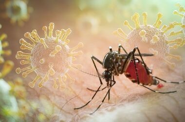 chikungunya, choroby przenoszone przez komary, choroby tropikalne