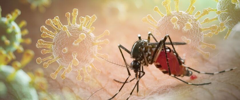 chikungunya, choroby przenoszone przez komary, choroby tropikalne