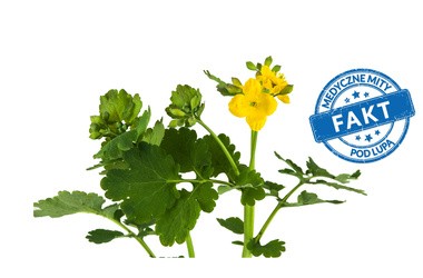 Jaskółcze ziele jest naturalnym lekarstwem na kurzajki
