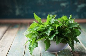 Zioła moczopędne &#8211; jak stosować i na co uważać?