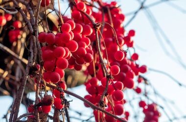 Schisandra chinensis, cytryniec chiński, jak wygląda cytryniec chiński