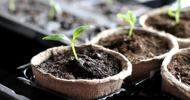 Kiełki &#8211; jak hodować je w domowych warunkach?
