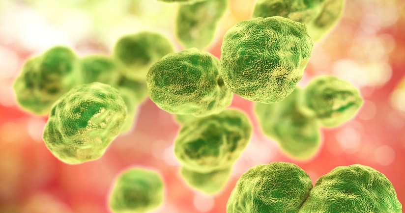 Bakteria Francisella tularensis odpowiedzialna za tularemię, objawy tularemii, tularemia co to, leczenie tularemii