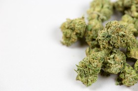 Medyczna marihuana pomaga dzieciom z autyzmem