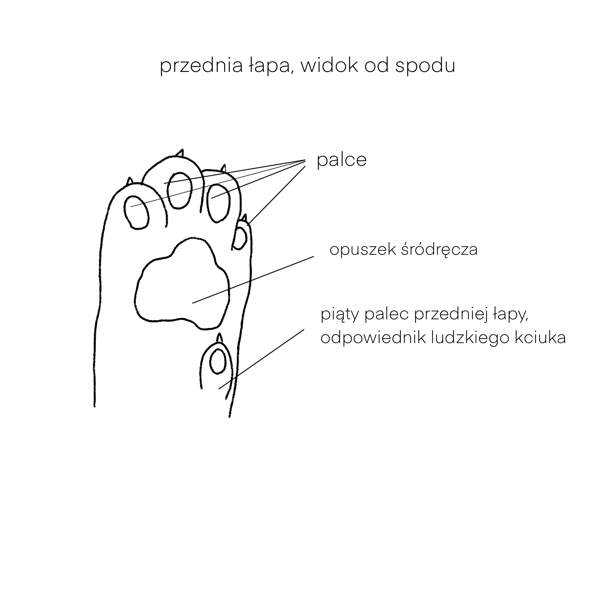 Kocia łapa od spodu, z oznaczonymi palcami i opuszkami. Jak obcinać kotu pazury?