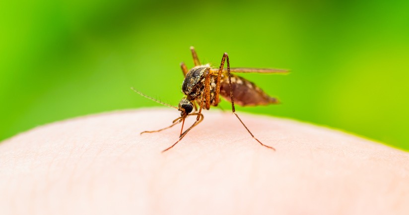 Choroba Zachodniego Nilu – przyczyny i objawy. Jak leczyć?