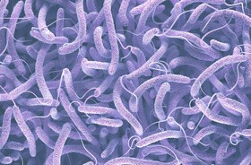 Clostridium difficile — skąd się bierze ta bakteria?