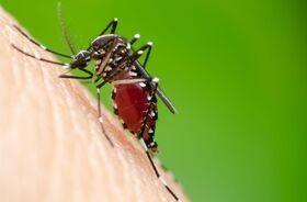 malaria, ugryzienie komara, komary przenoszą malarię