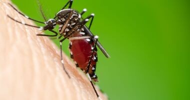 malaria, ugryzienie komara, komary przenoszą malarię