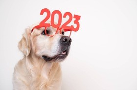 pies z okularami noworocznymi