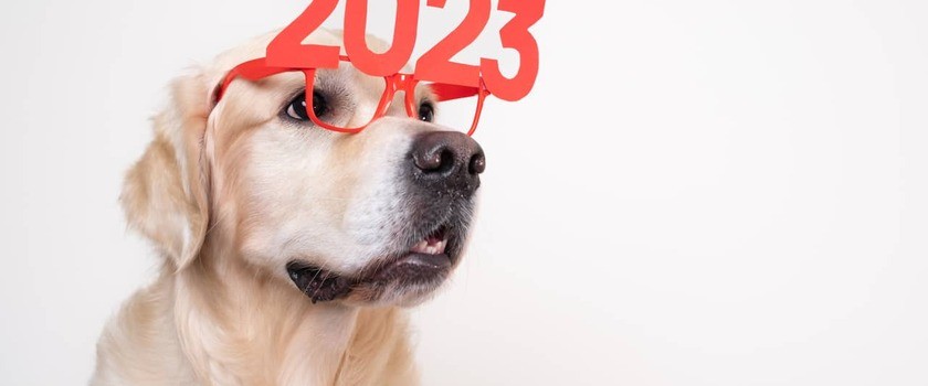 pies z okularami noworocznymi