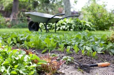 Surowce roślinne stosowane w okresie klimakterium