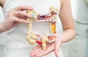 modelu układu trawiennego, lactobacillus reuteri, l. reuteri