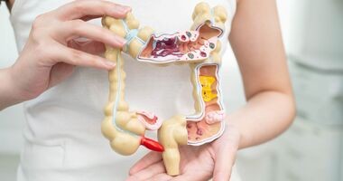 modelu układu trawiennego, lactobacillus reuteri, l. reuteri